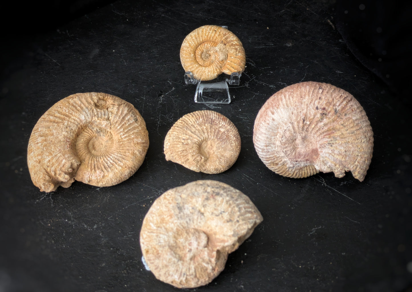 Ammonite 1