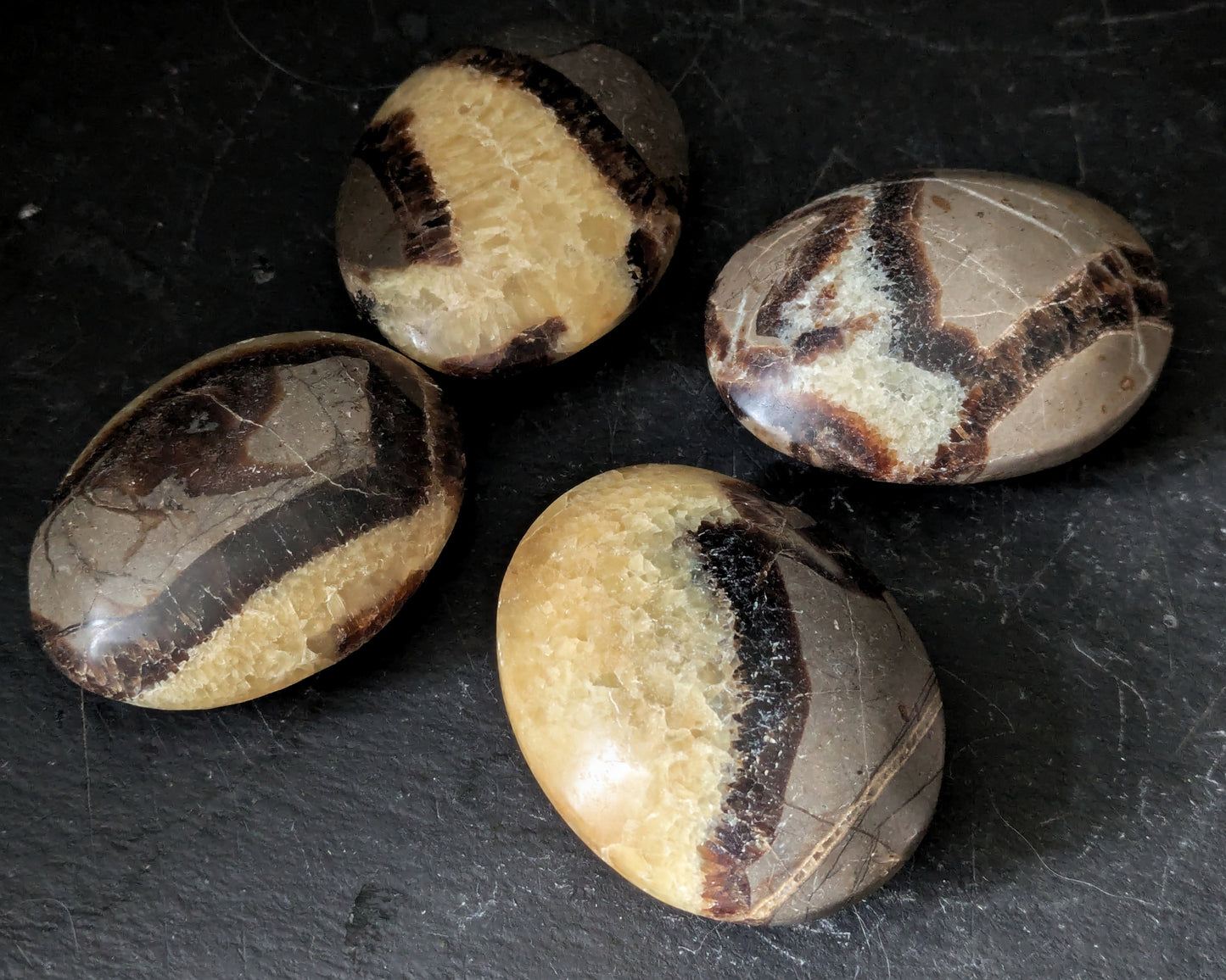 Septarian Palmstone 1