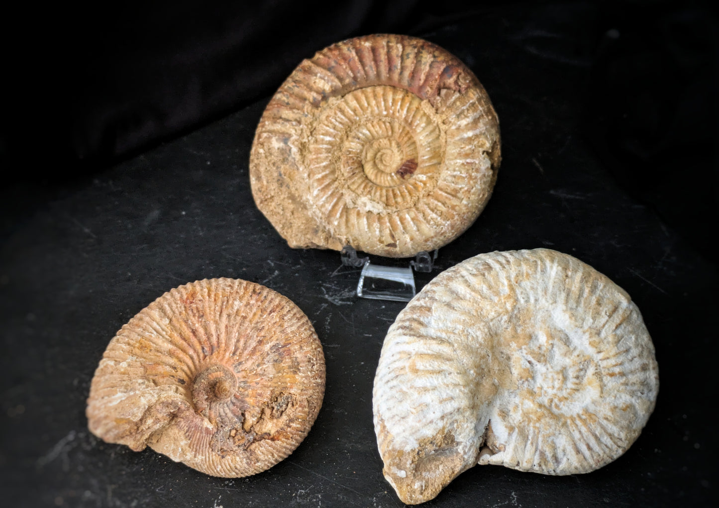 Ammonite 2