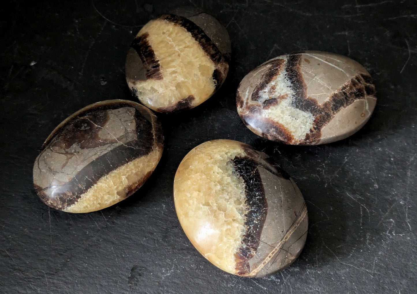 Septarian Palmstone 1