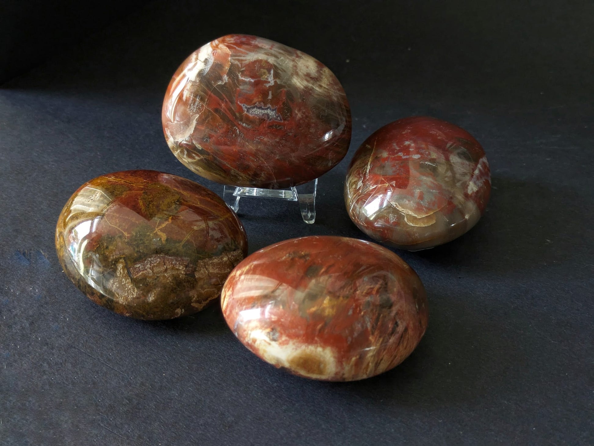 Petrified Wood Large Palmstone