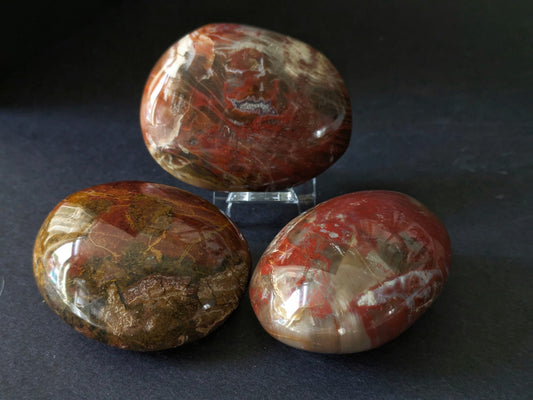 Petrified Wood Medium Palmstone